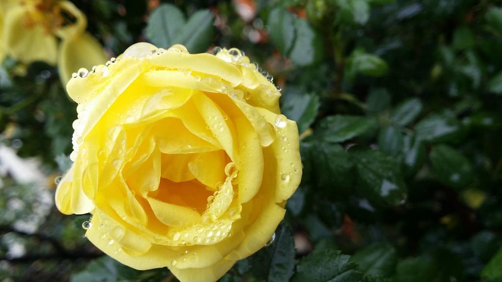 Briar Rose Bed & Breakfast Боулдър Екстериор снимка